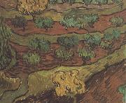 Vincent Van Gogh Olive Trees against a Slope of a Hill (nn04) USA oil painting artist